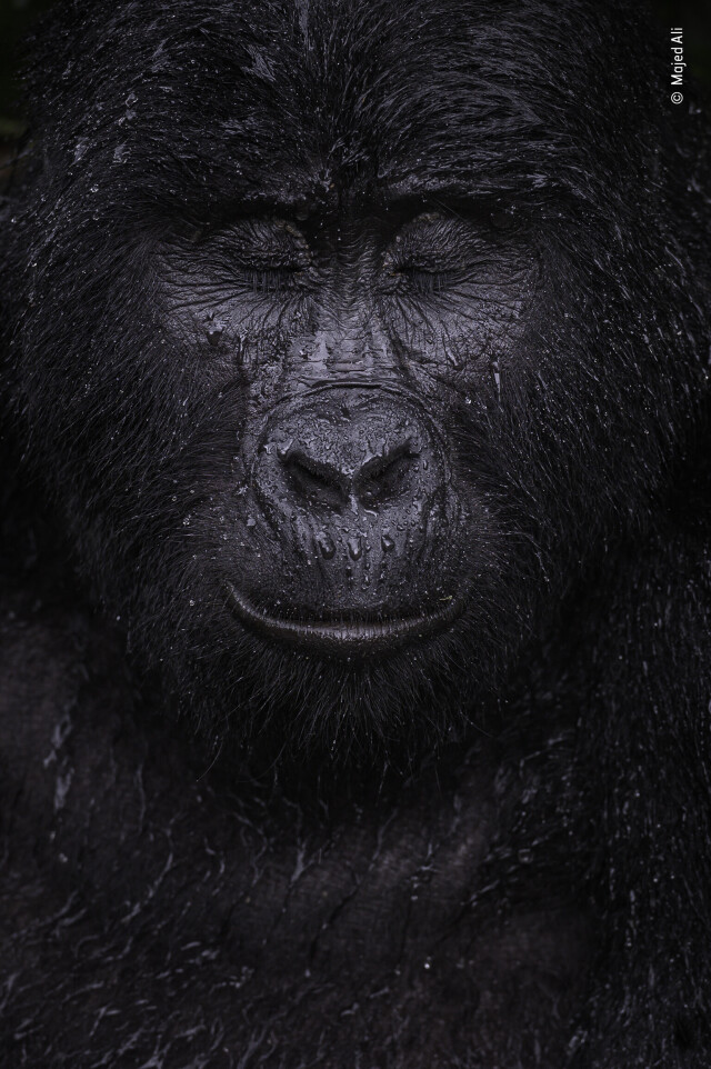 Победитель в категории Портреты животных, 2021. Почти 40-летняя горная горилла. Автор Маджед Али