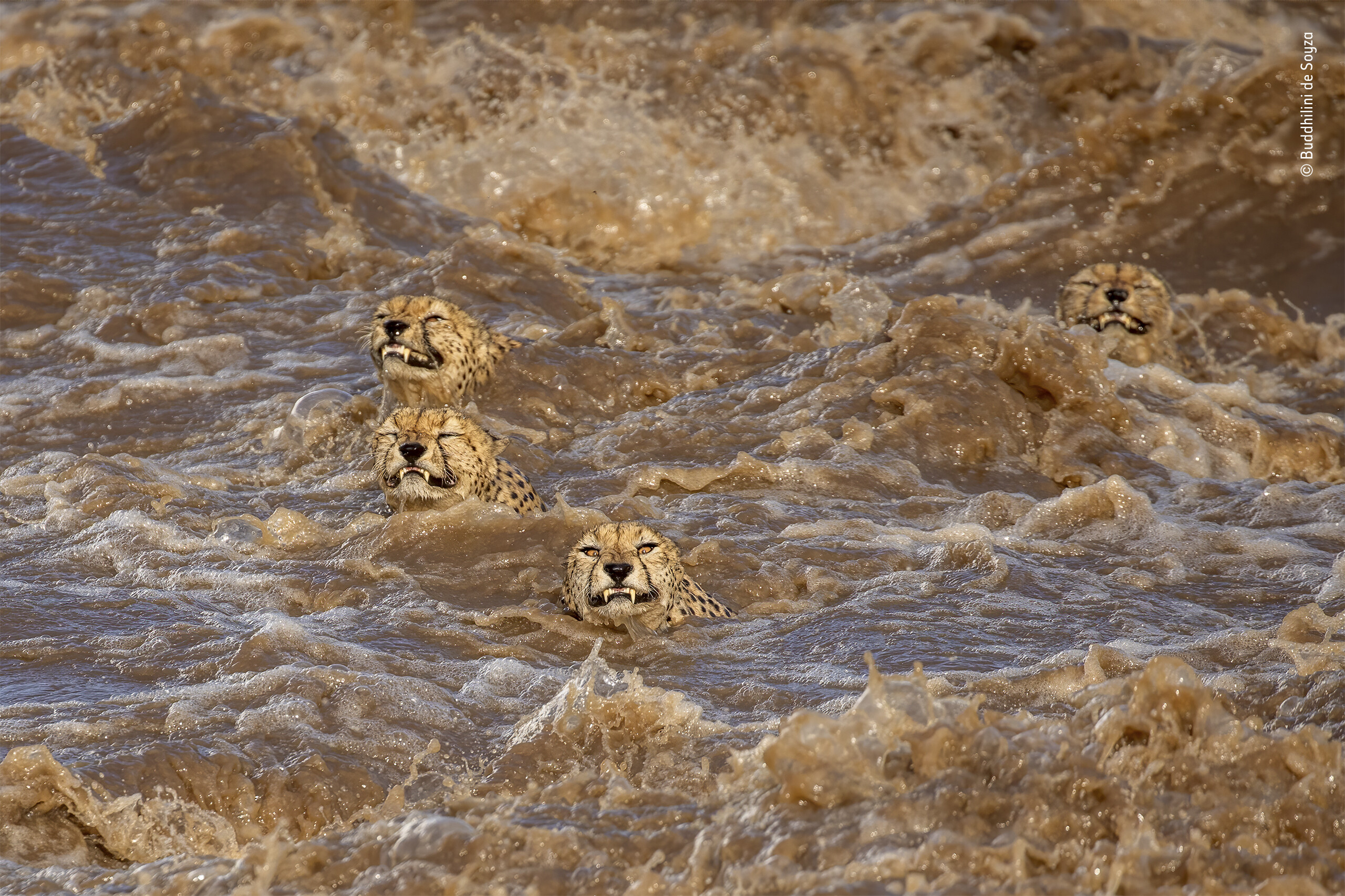 Финалист в категории «Поведение: Млекопитающие», 2021. Большой заплыв. Пять гепардов борются с течением бушующей реки в национальном заповеднике Масаи-Мара, Кения. Автор Buddhilini de Soyza
