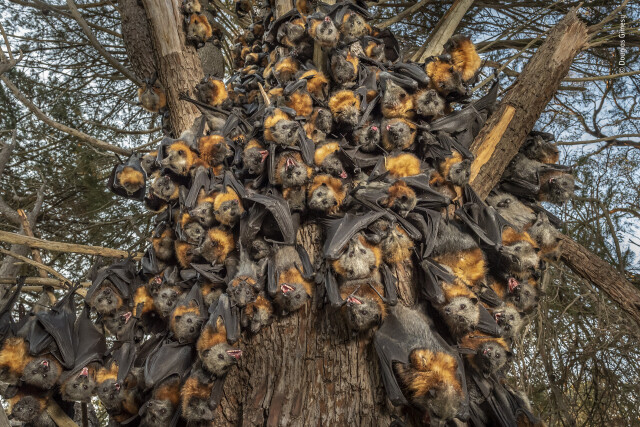 Финалист в категории Поведение: Млекопитающие, 2021. Сероголовые летучие лисицы безуспешно ищут прохладу на стволе дерева. Автор Дуглас Гимеси
