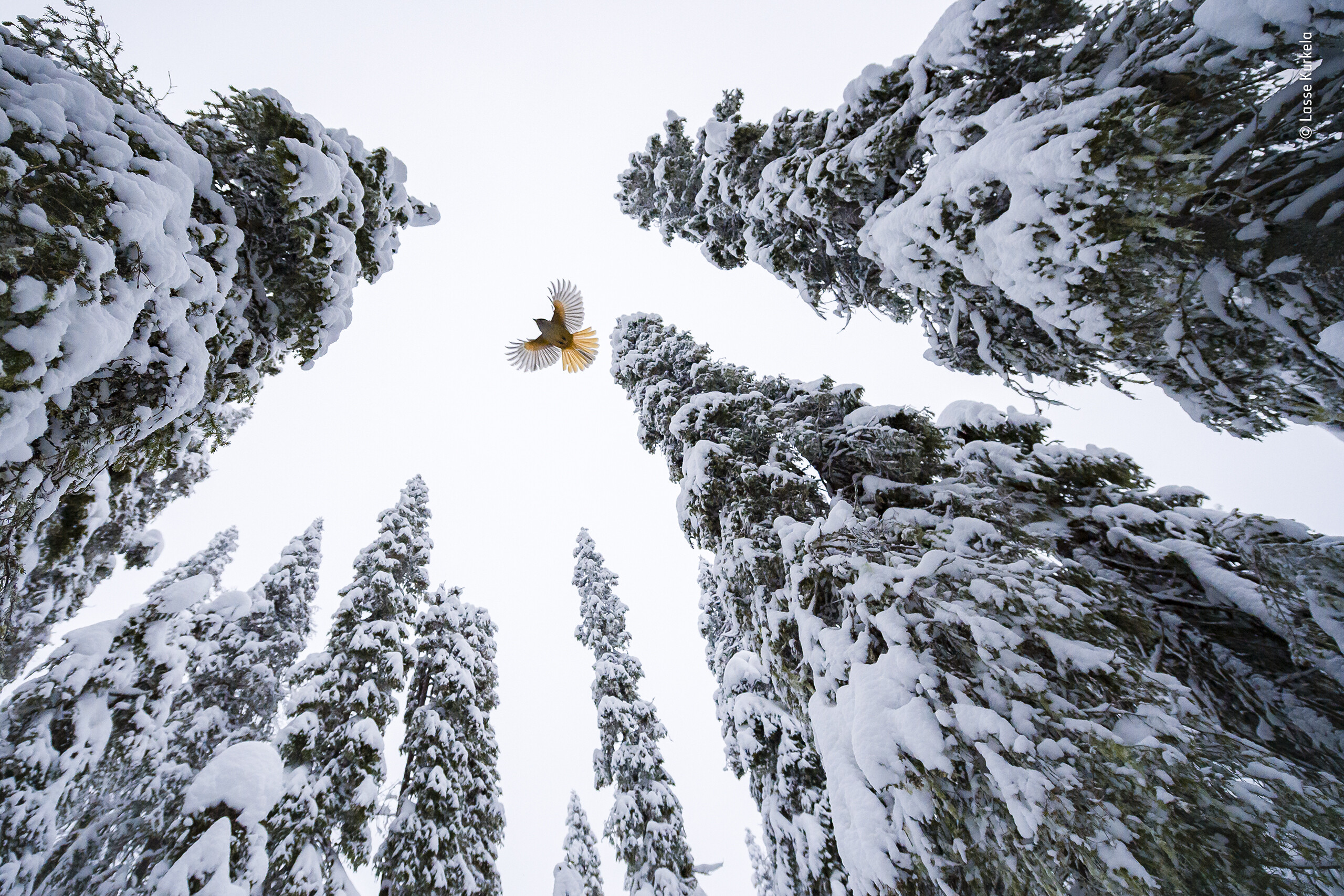 «Юный фотограф дикой природы» в номинации 15-17 лет, 2021. Сибирская сойка взлетает на верхушку ели, чтобы припрятать пищу. Автор Лассе Куркела