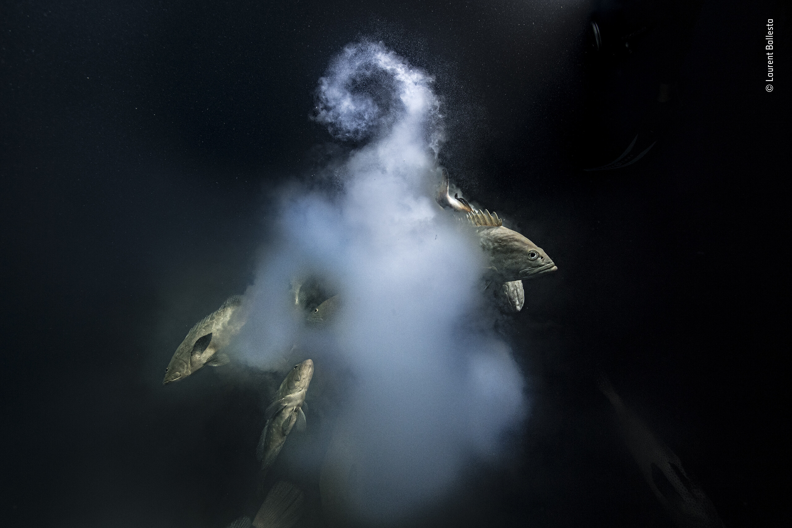«Фотограф года дикой природы», 2021. «Сотворение». Спаривающиеся морские окуни в лагуне во Французской Полинезии. Автор Лоран Баллеста