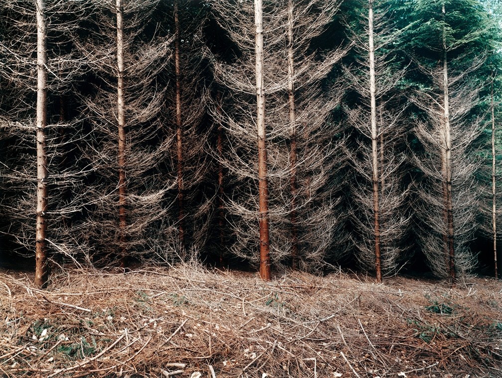 Еловая плантация. Мюльфиртель, 2000. Фотограф Симона Нивег
