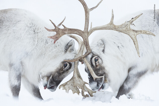 Wildlife Photographer – престижный международный конкурс фотографий дикой природы