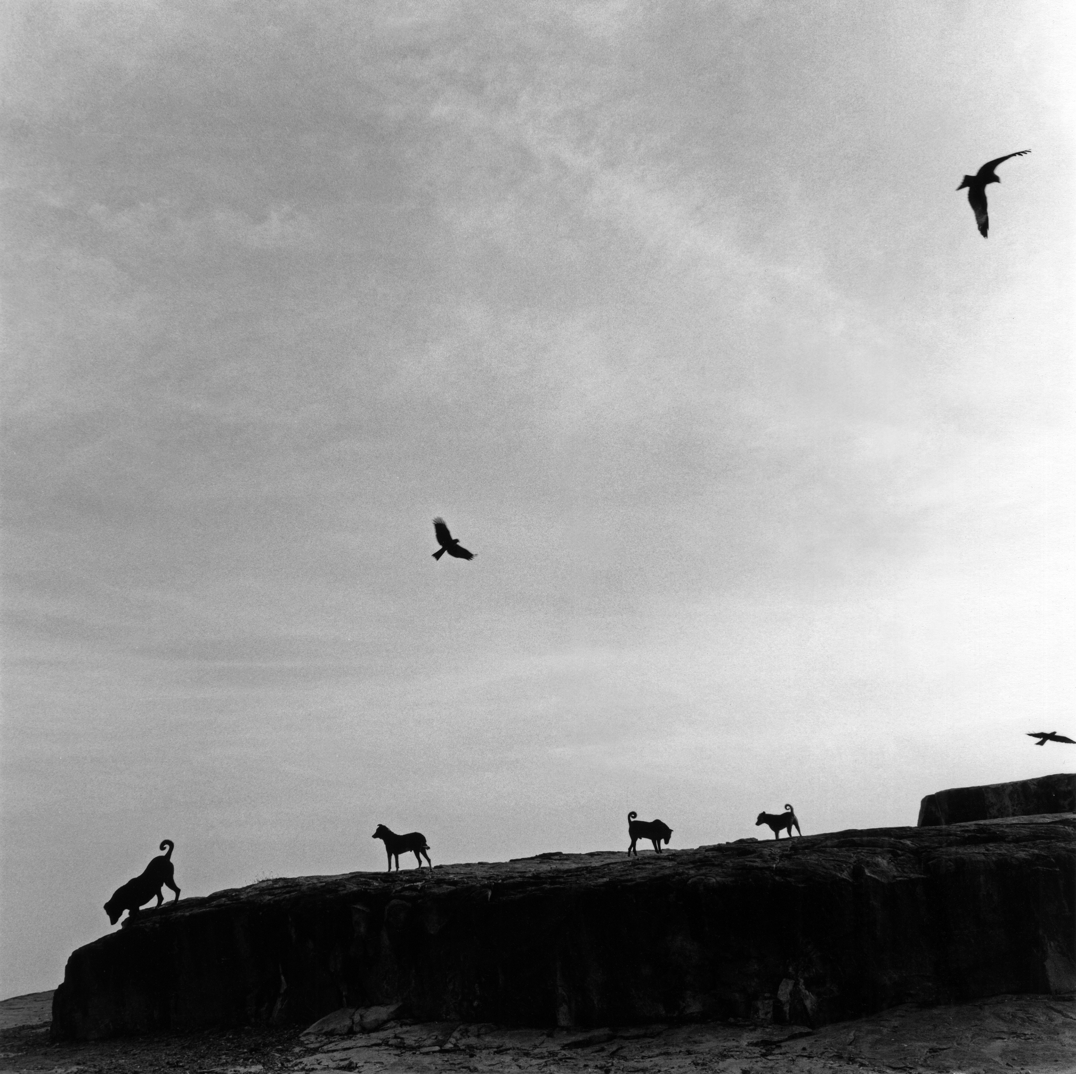 Заблудшие собаки, Индия, 1998. Фотограф Грасьела Итурбиде