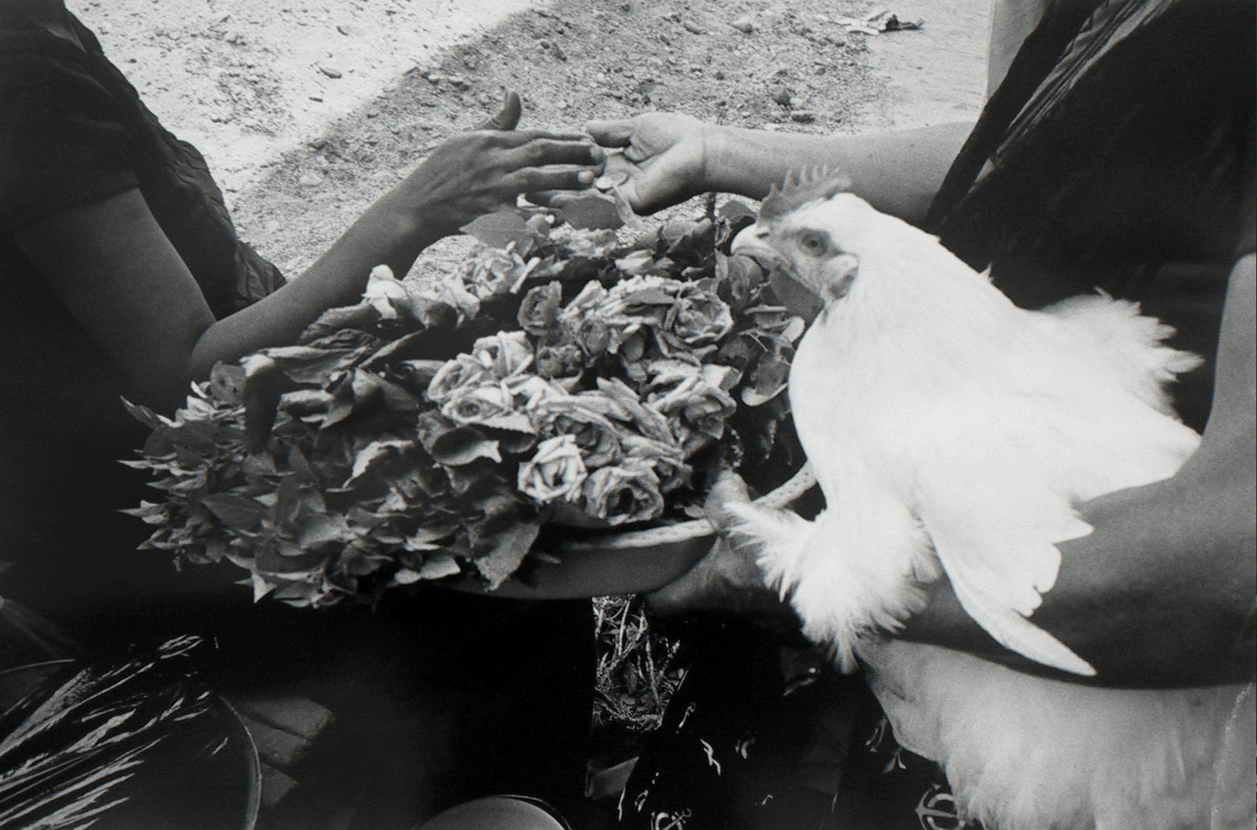 Курица, цветы и монеты, 1984. Фотограф Грасьела Итурбиде