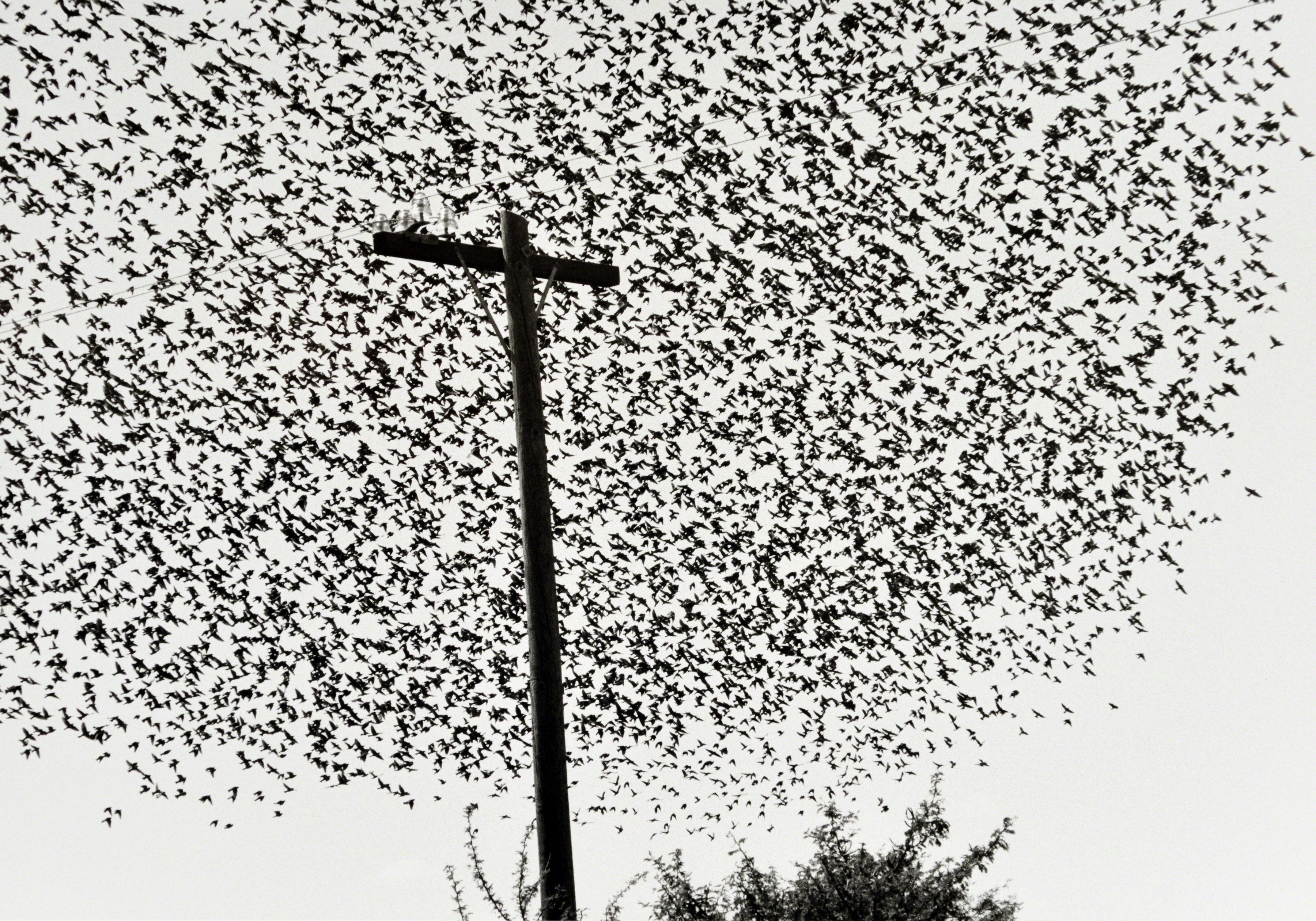 Птицы, Гуанахуато, Мексика, 1990. Фотограф Грасьела Итурбиде