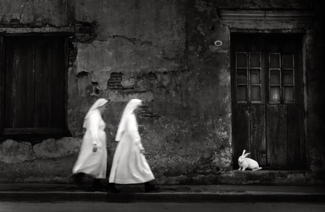 «Белый кролик». Фотограф Педро Луис Раота