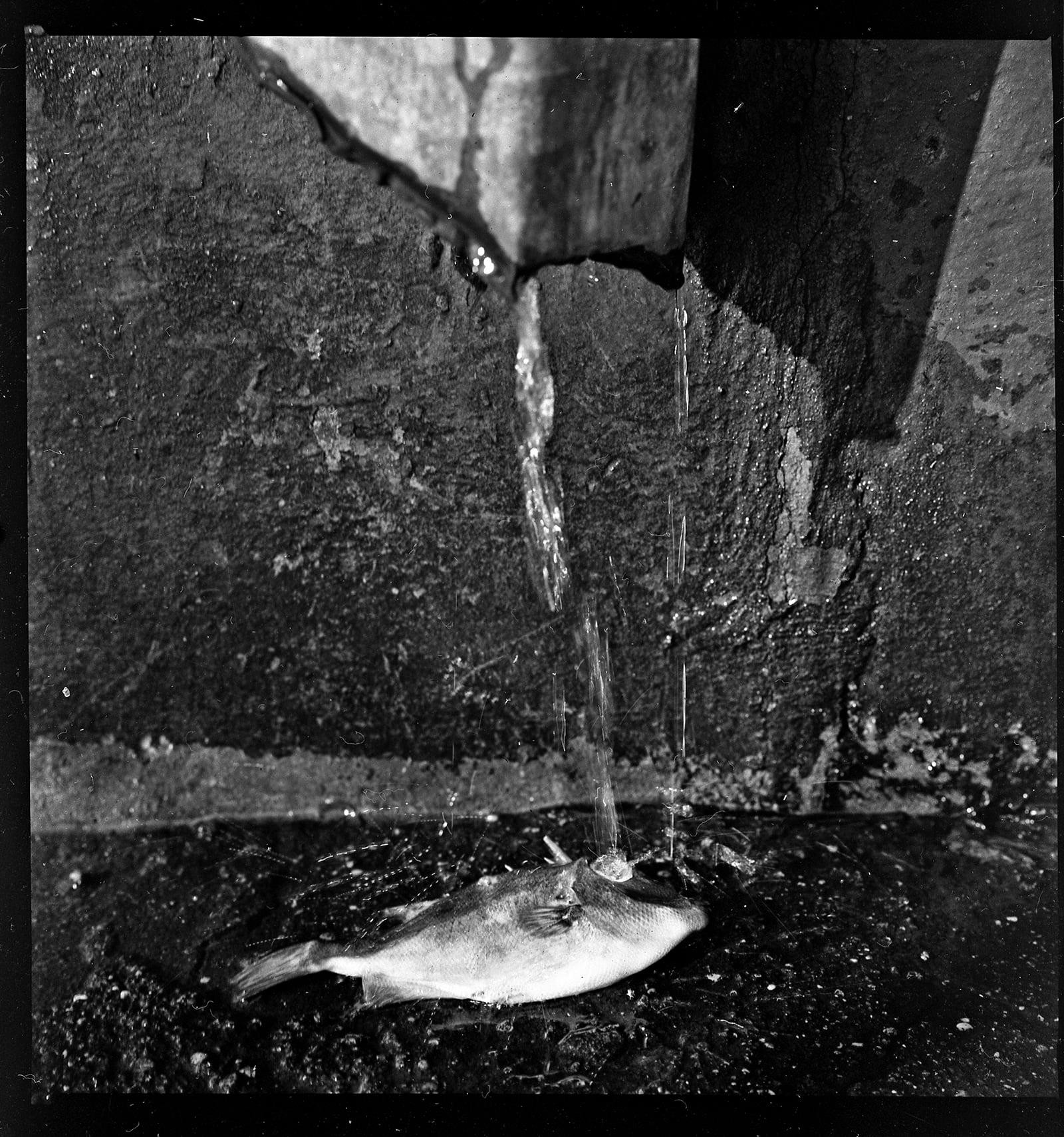 Рыбка. Фотограф Валерий Лобко