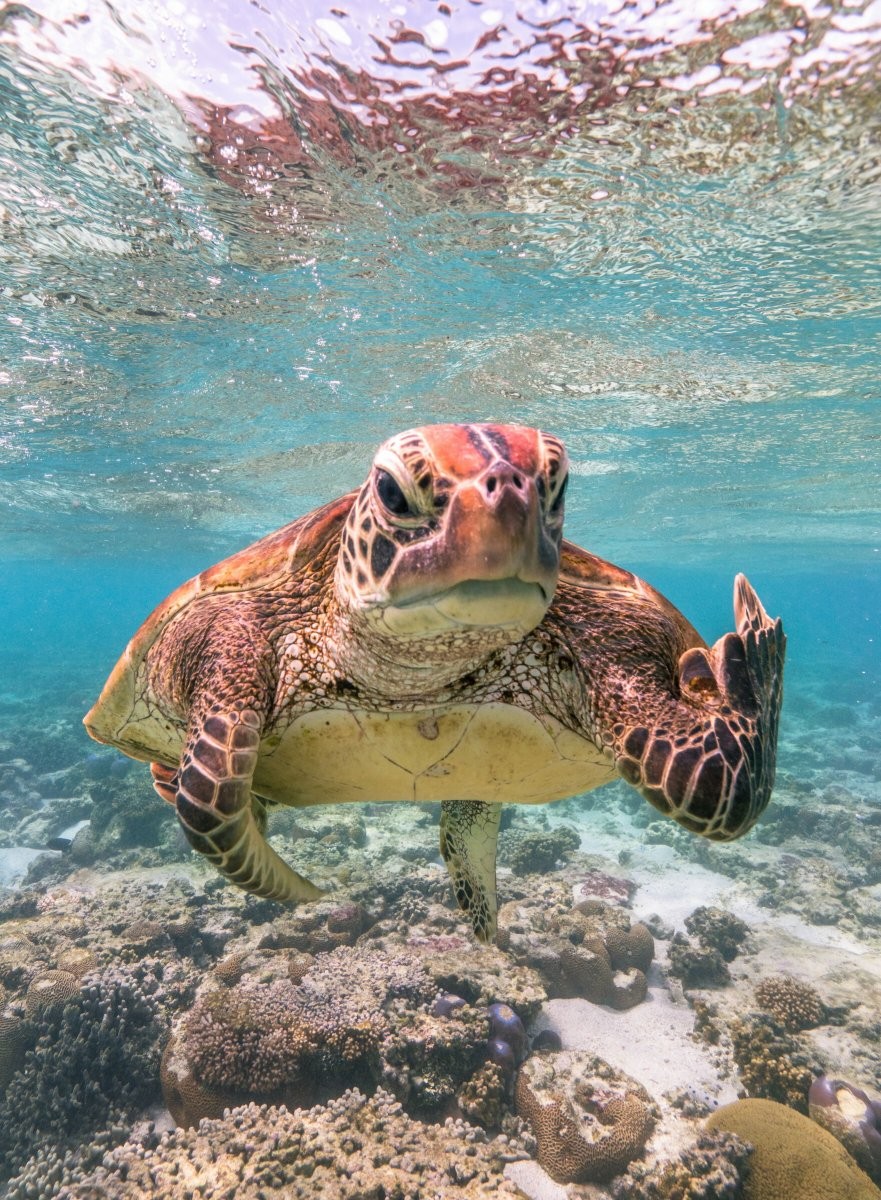 Главный победитель Comedy Wildlife Photography Awards 2020. Черепаха показывает фотографу средний палец. Остров Леди-Эллиот, Большой барьерный риф, Австралия. Автор Марк Фицпатрик