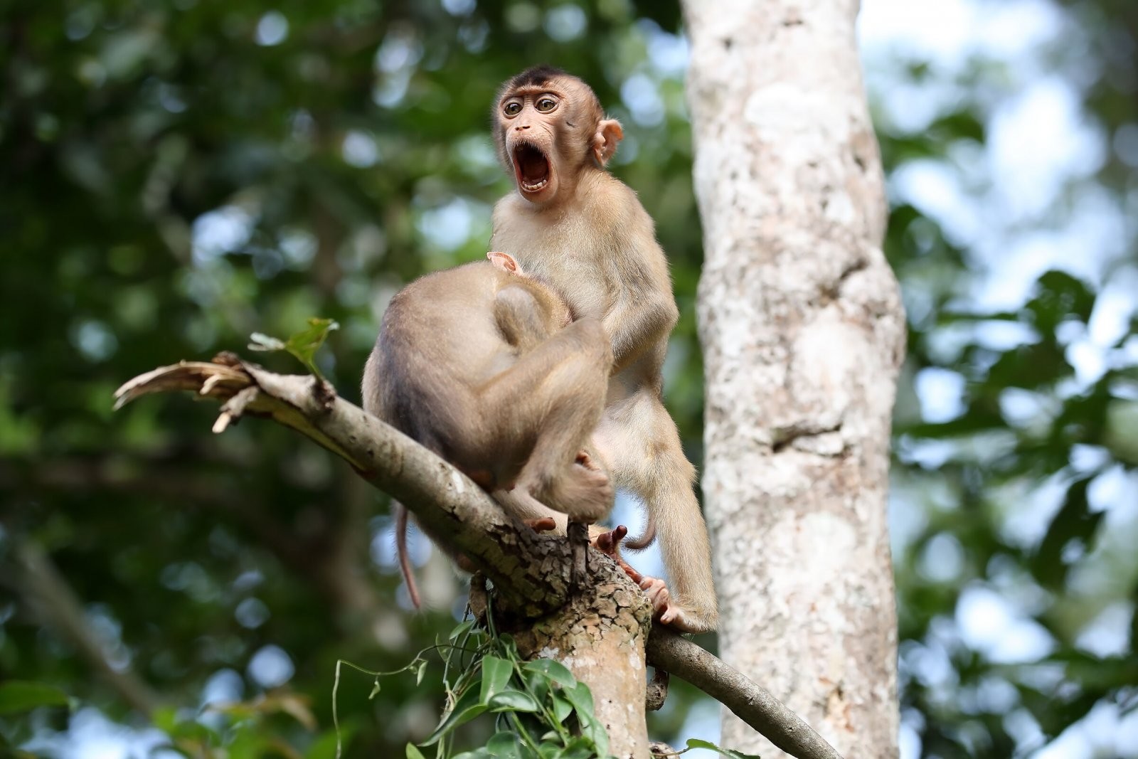 Comedy Wildlife Photo Awards 2020. Обезьяньи дела, Борнео. Автор Меган Лоренц