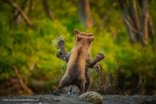 Comedy Wildlife Photo Awards 2021. Танец камчатских медвежат. Автор Энди Паркинсон