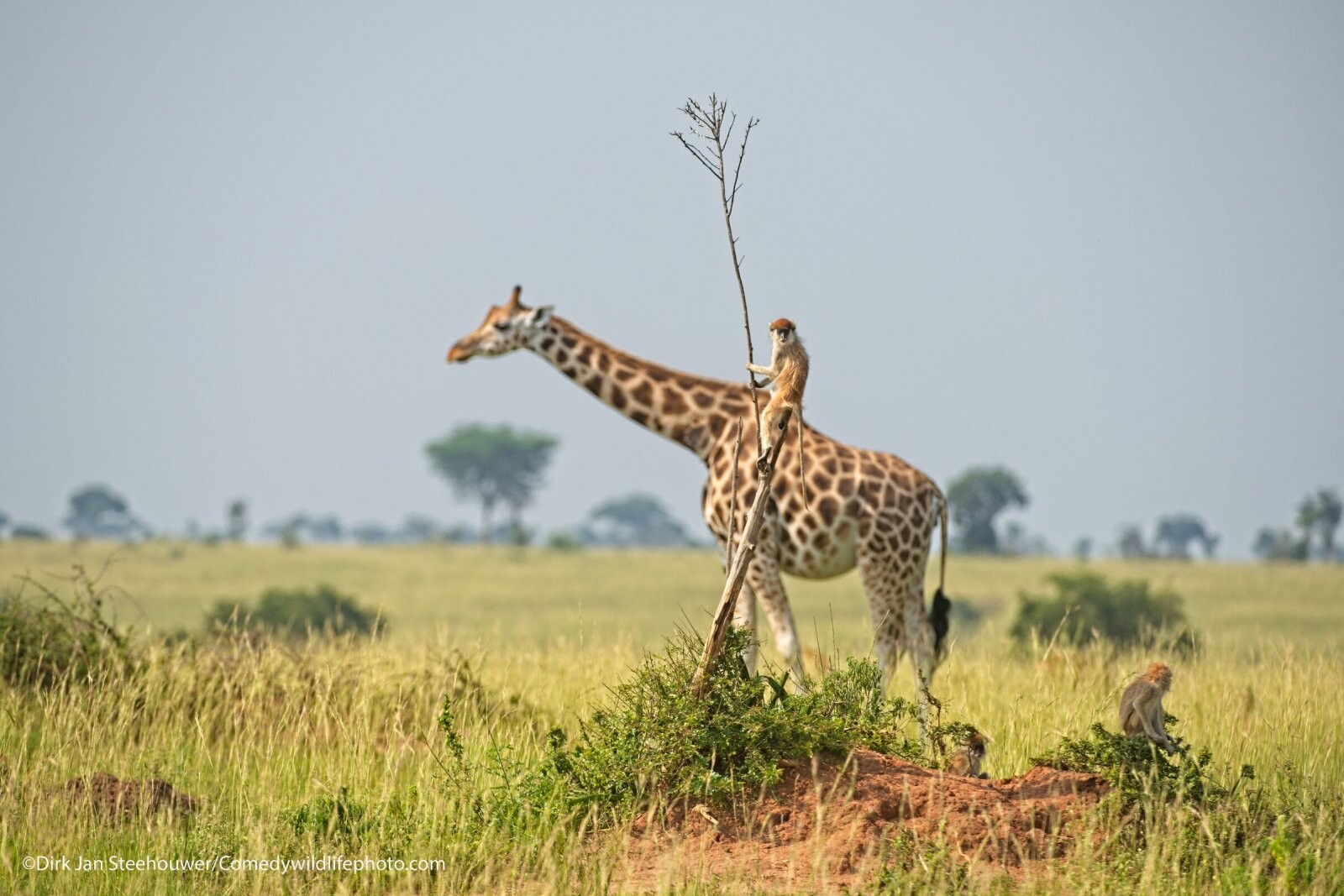 Comedy Wildlife Photo Awards 2021. «Обезьяна верхом на жирафе». Автор Дирк Ян Стихауэр