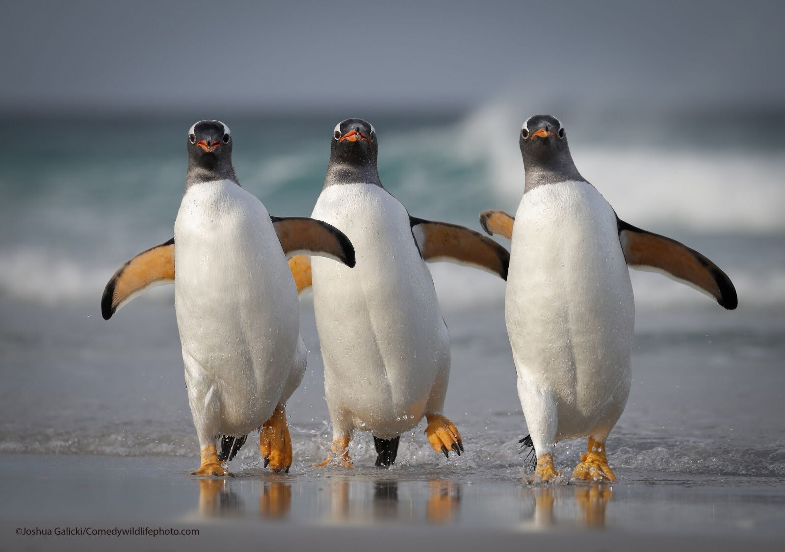 Comedy Wildlife Photo Awards 2021. Банда пингвинов. Автор Джошуа Галицки