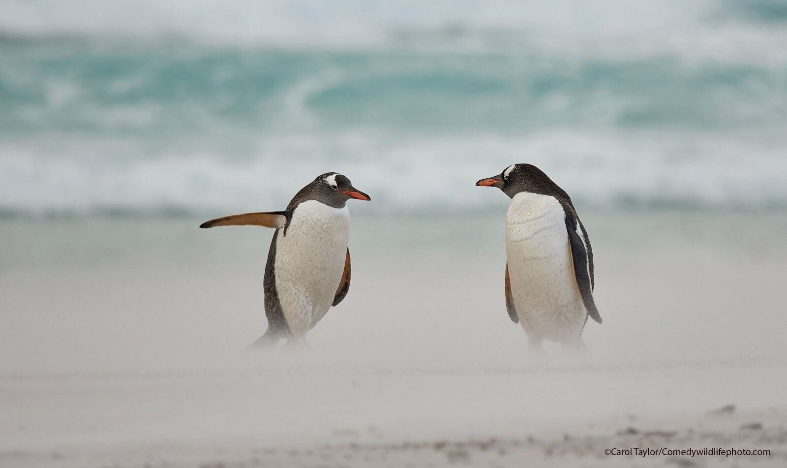 Comedy Wildlife Photo Awards 2021. Пингвины что-то обсуждают. Автор Кэрол Тейлор