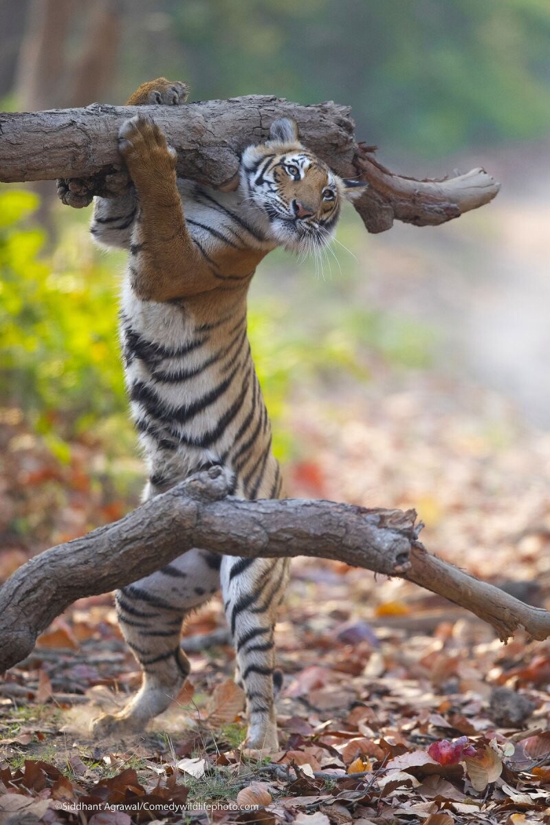 Comedy Wildlife Photo Awards 2021. Тигрица с бревном в национальном парке Корбетт, Индия. Автор Сиддхант Агравал