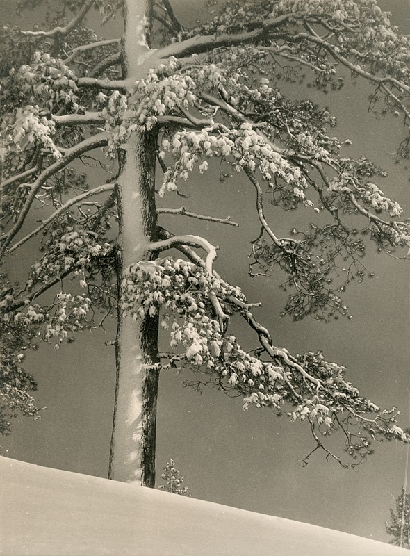 Снежное цветение, 1932. Фотограф Альма Лэвенсон