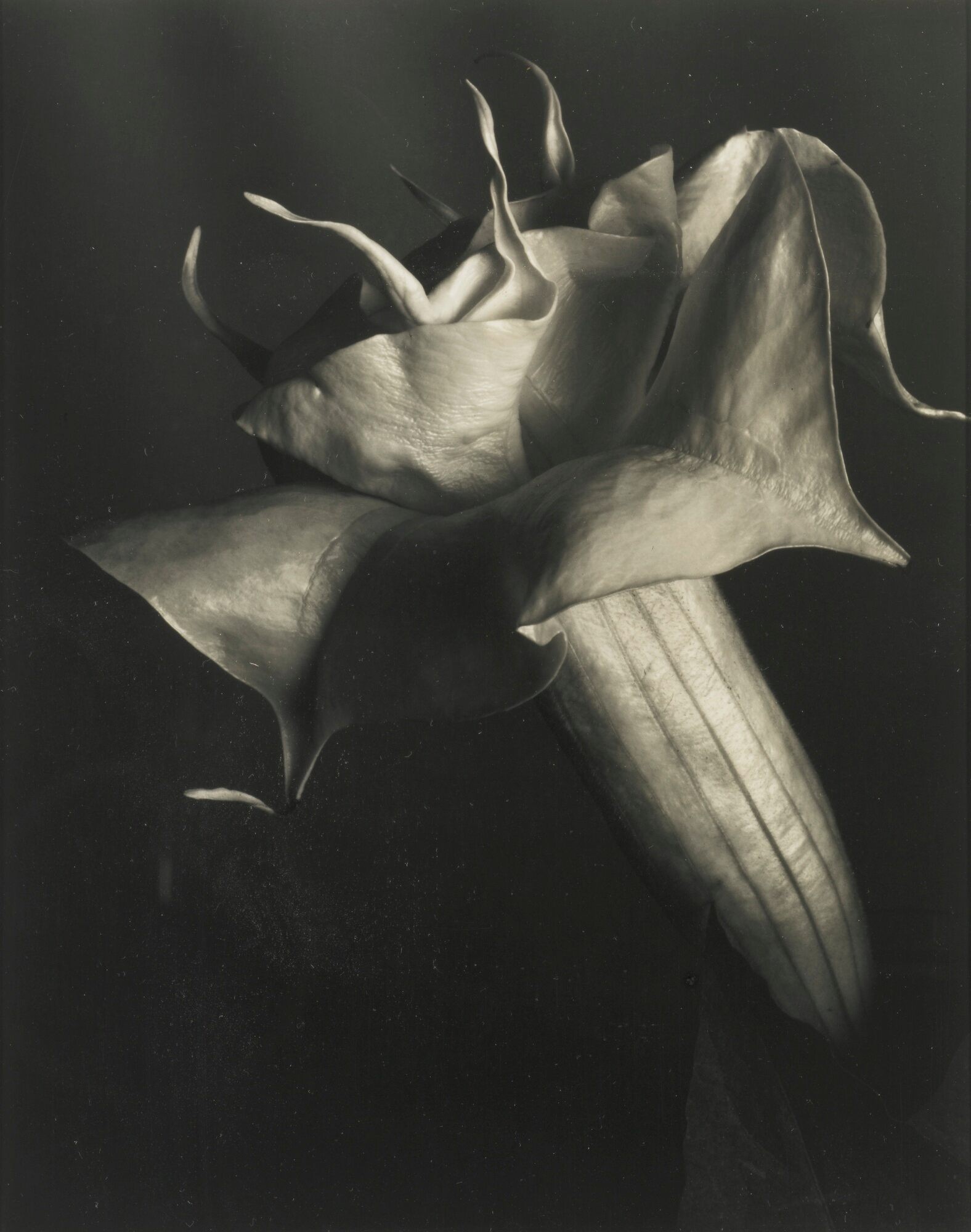 Бругмансия, 1930. Фотограф Имоджен Каннингем