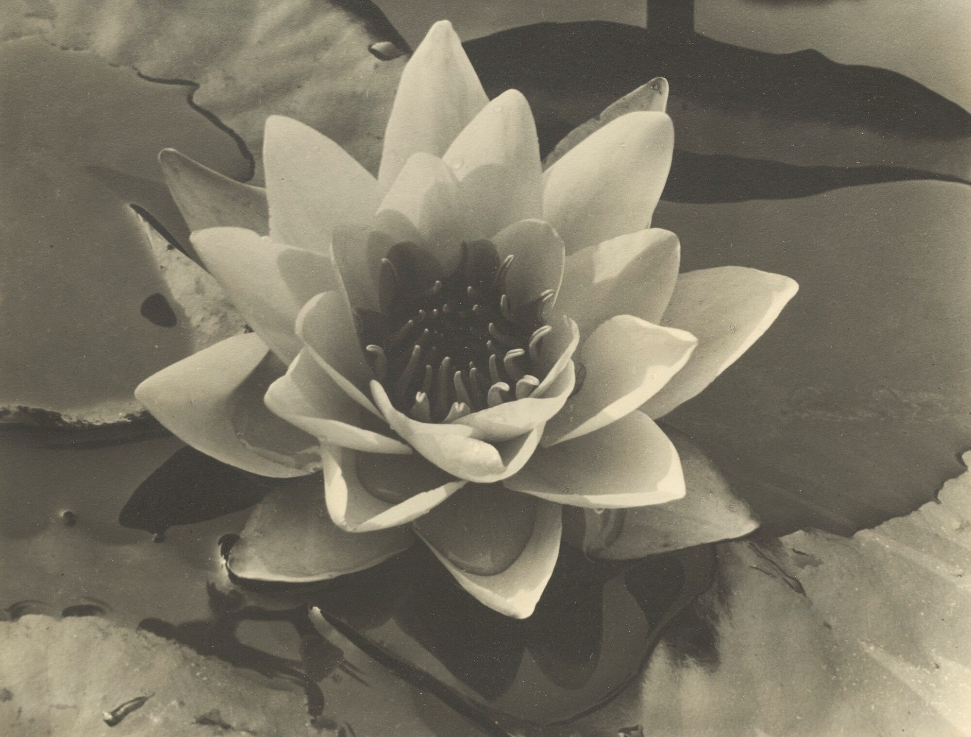 Водяная лилия, 1932. Фотограф Альма Лэвенсон