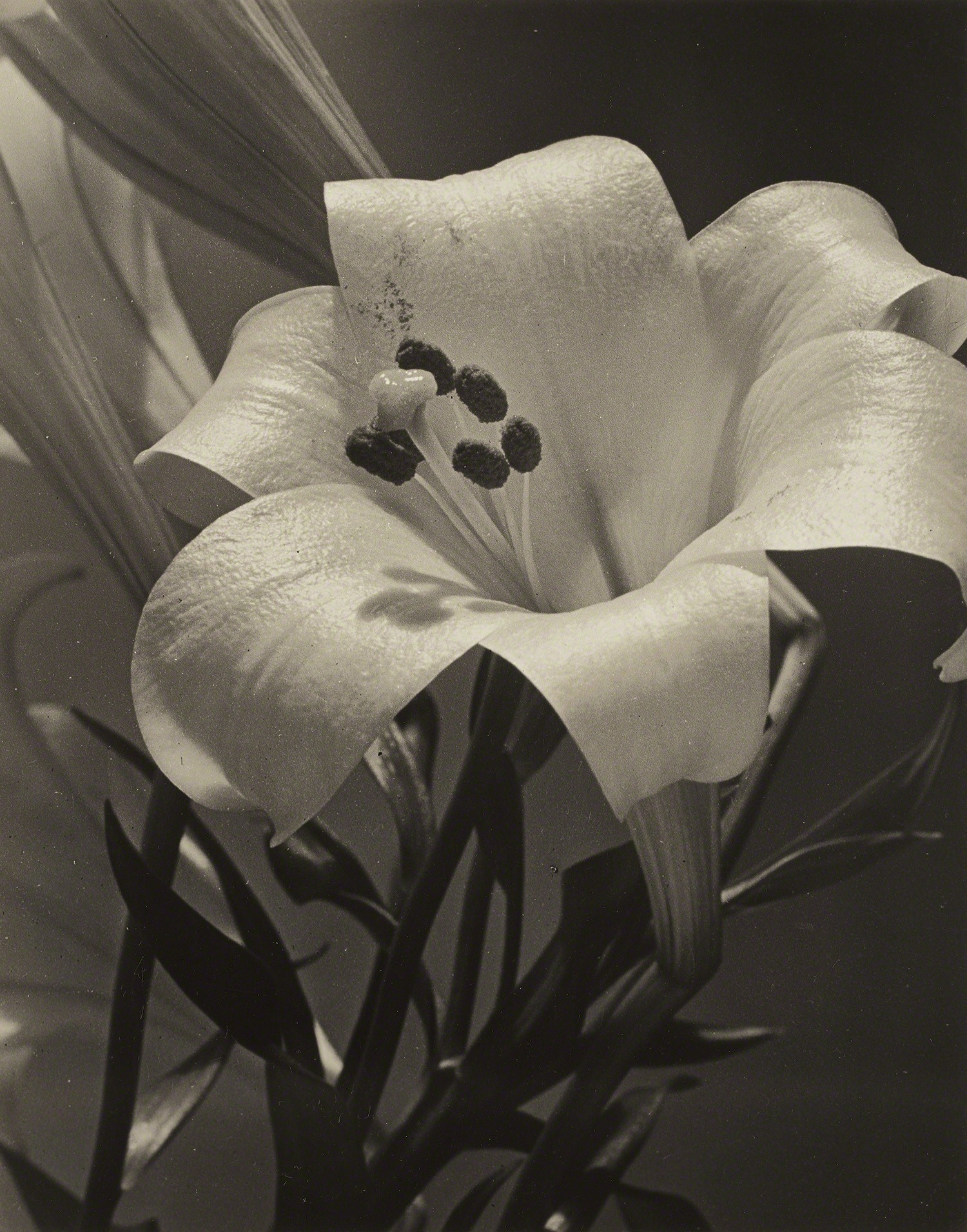 Пасхальная Лилия, 1932. Фотограф Альма Лэвенсон