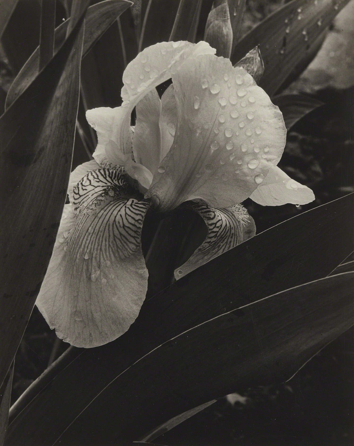 Ирис, 1932. Фотограф Альма Лэвенсон