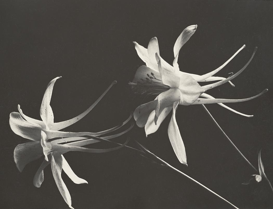Цветки, 1930. Фотограф Соня Носковяк