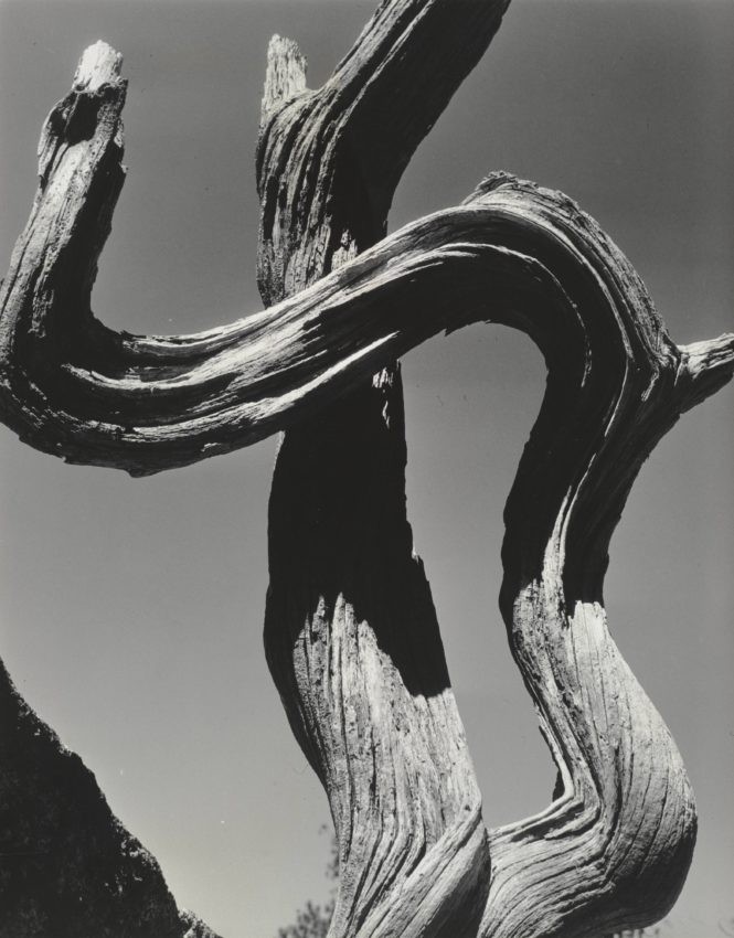 Дерево, 1932. Фотограф Генри Свифт