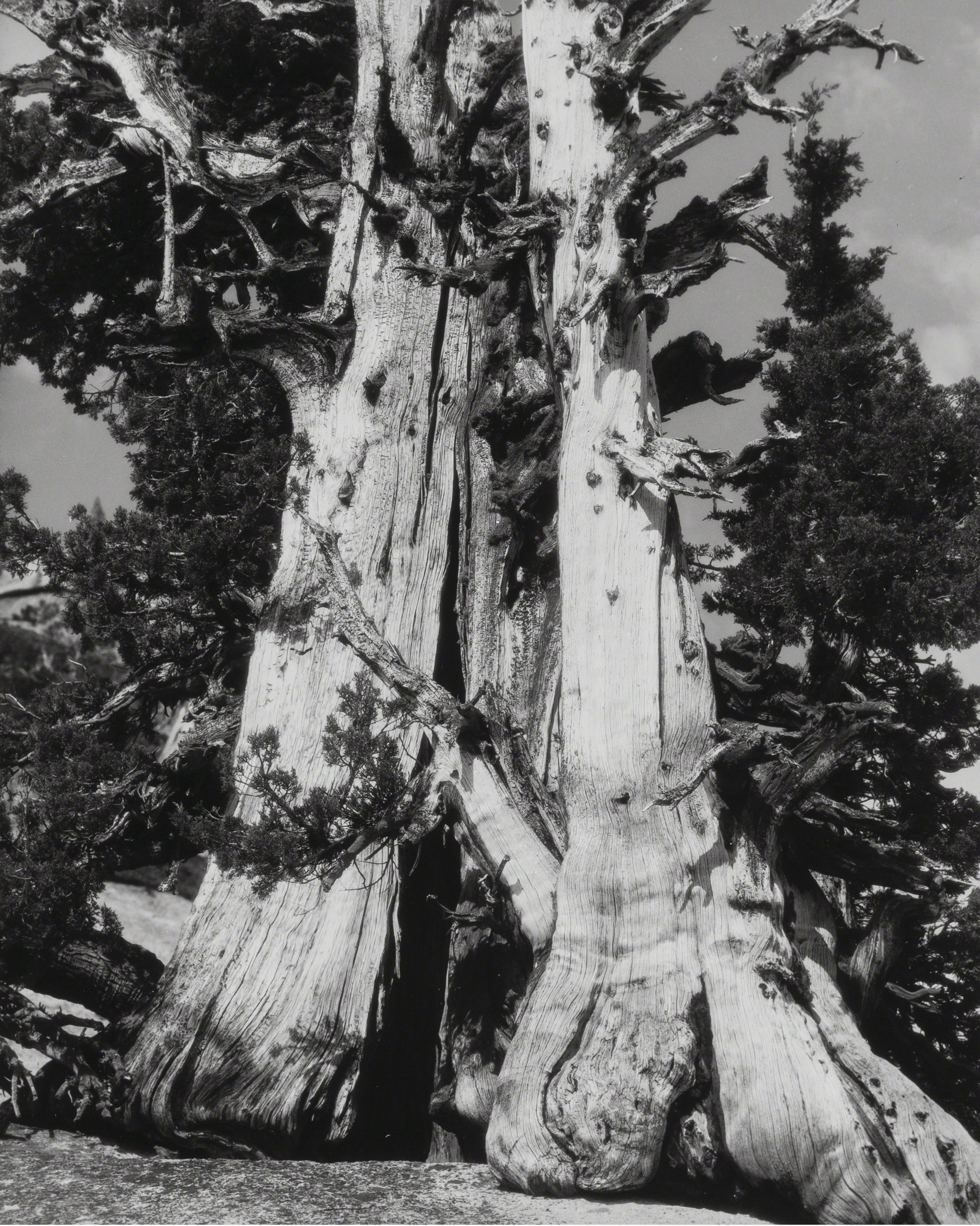 Деревья, ок. 1940. Фотограф Бретт Уэстон
