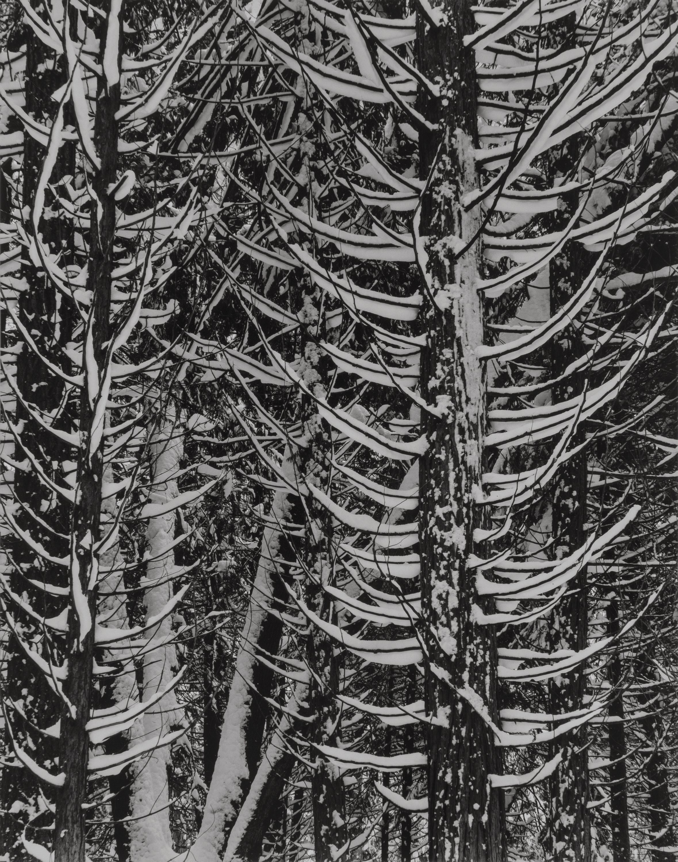 Зимний лес в деталях. Фотограф Энсел Адамс