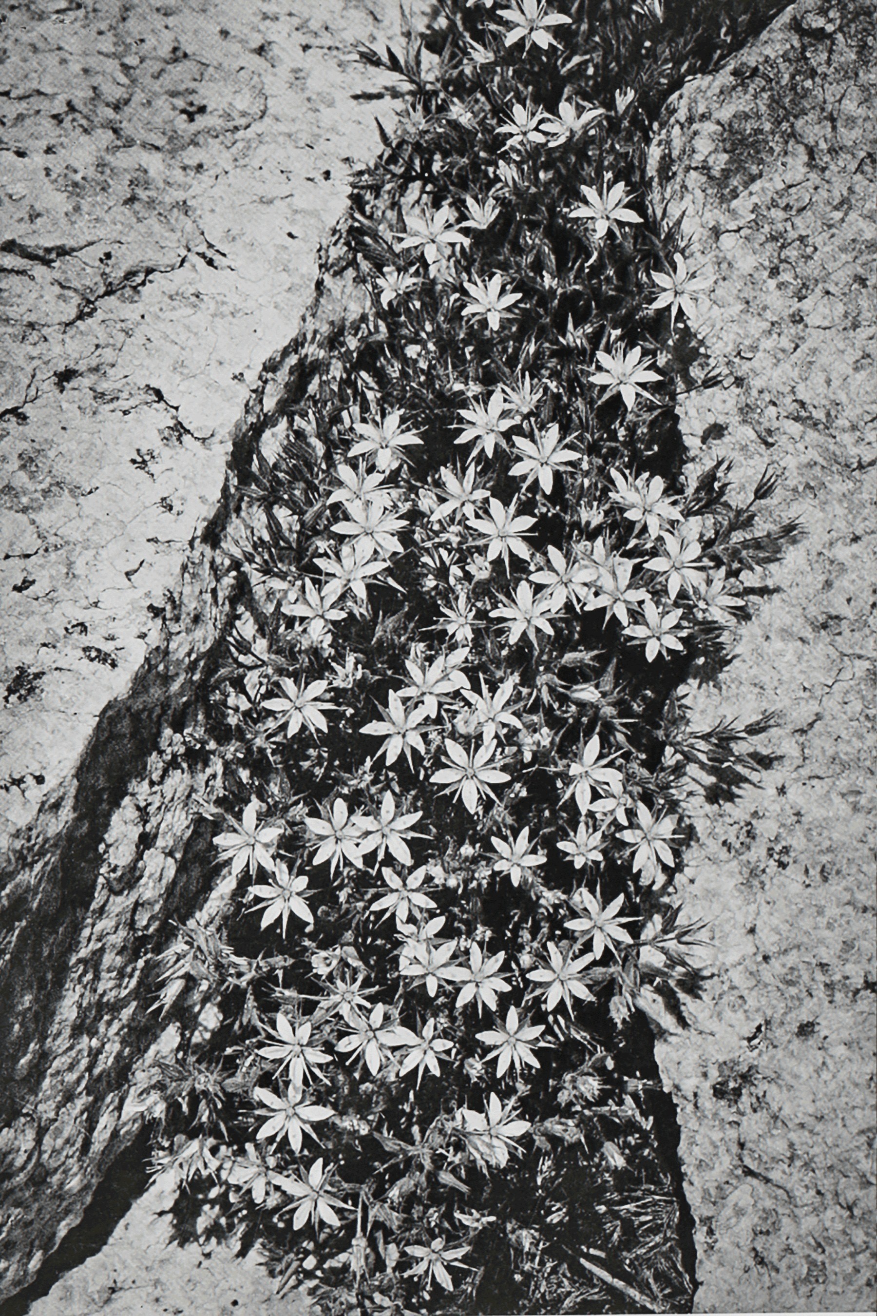 Цветы и скала. Сан-Хоакин, 1939. Фотограф Энсел Адамс