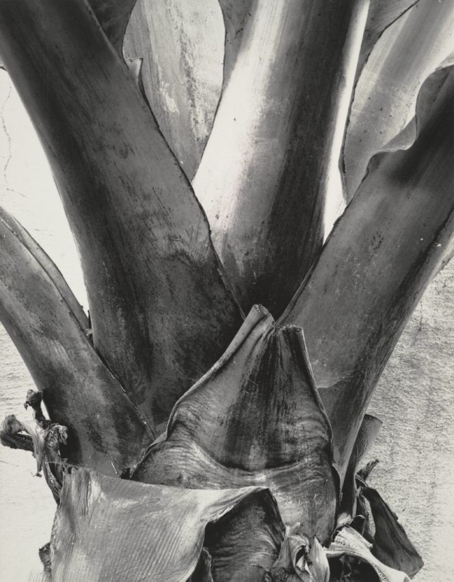 Банановое растение, 1932. Фотограф Генри Свифт