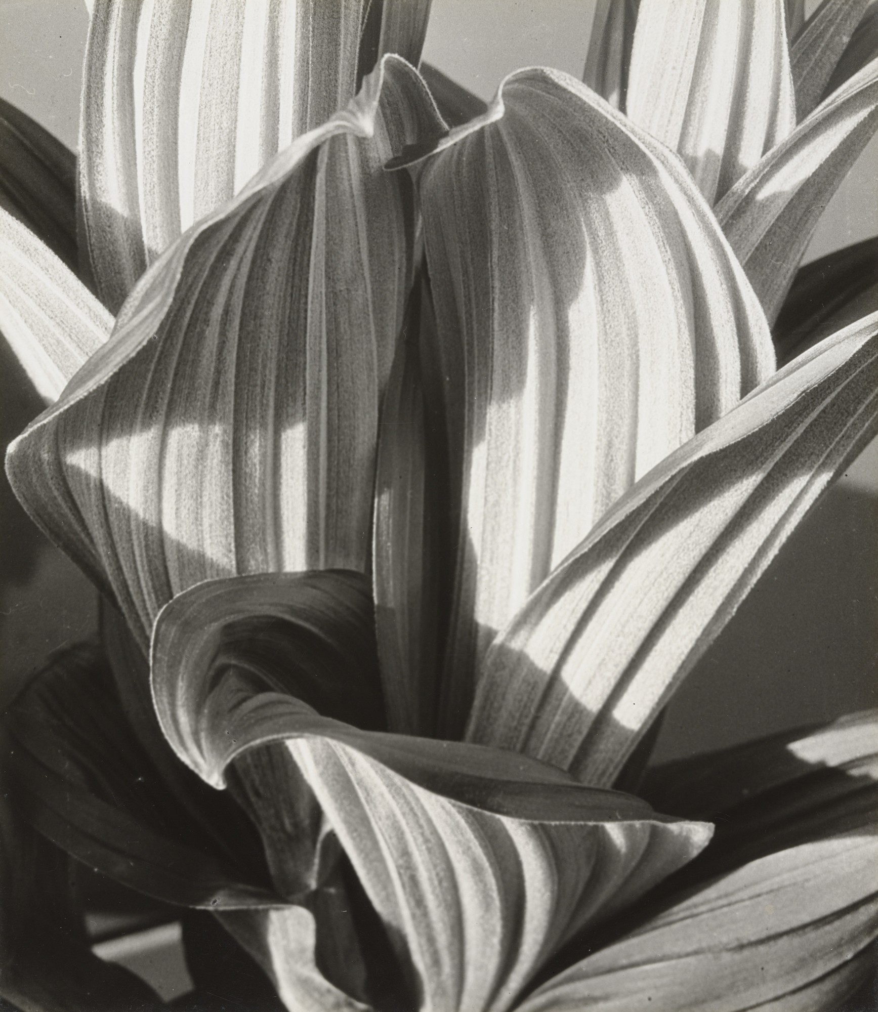 Ледяная лилия, 1927. Фотограф Имоджен Каннингем