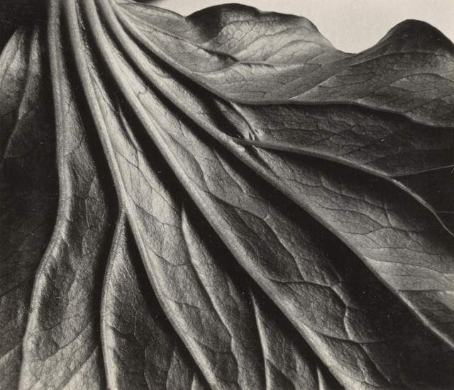 Лист триллиума, 1933. Фотограф Соня Носковяк