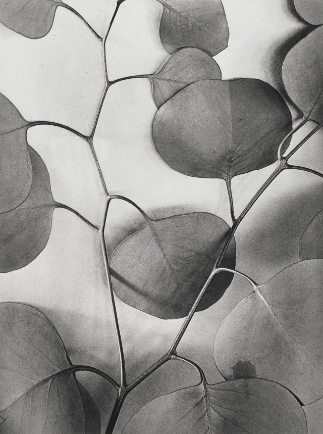 Листья эвкалипта, 1933. Фотограф Альма Лэвенсон