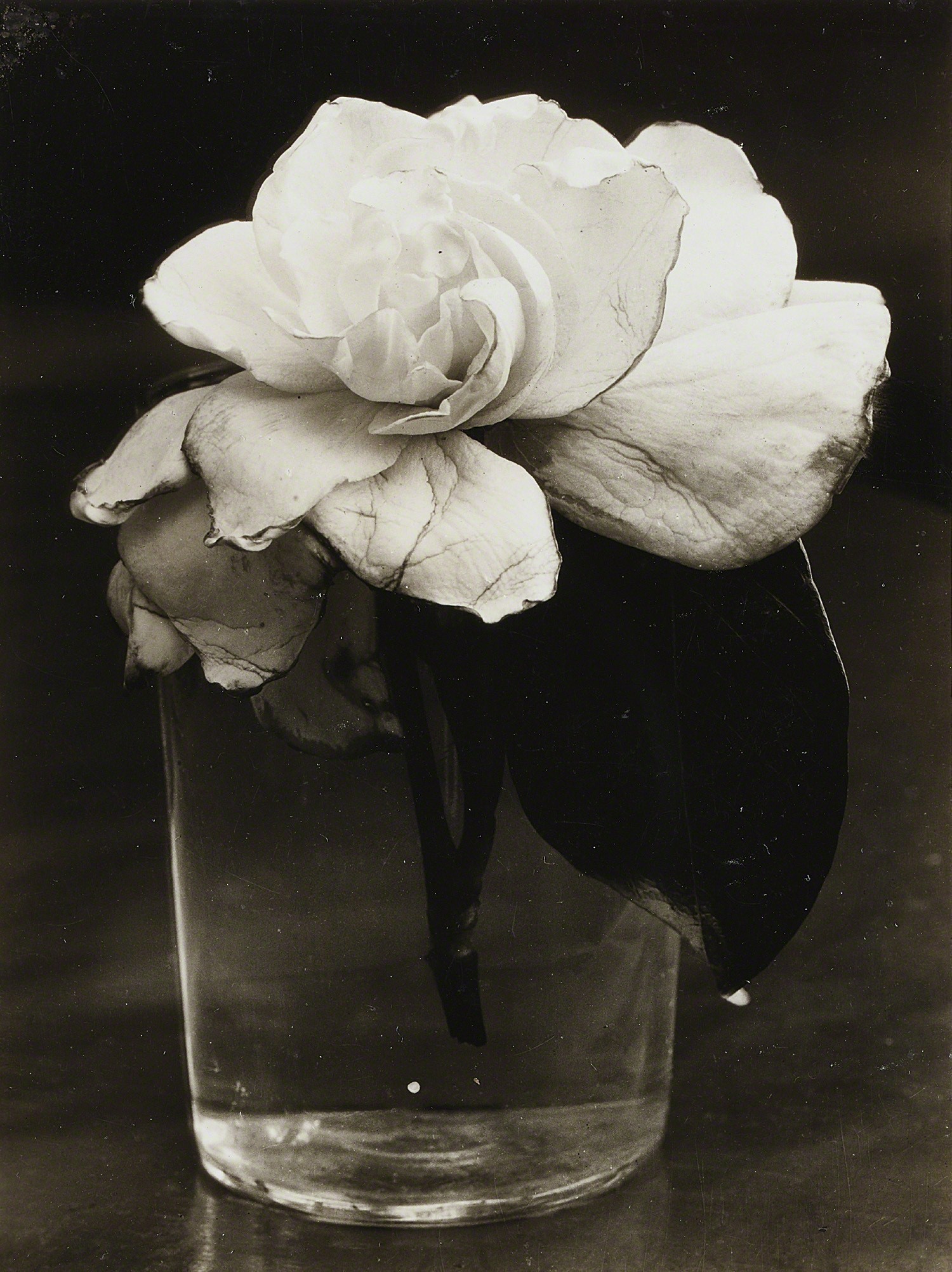 Камелия, 1928. Фотограф Консуэло Канага