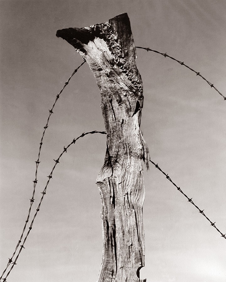 Столб забора с колючей проволокой, 1930. Фотограф Уиллард Ван Дайк