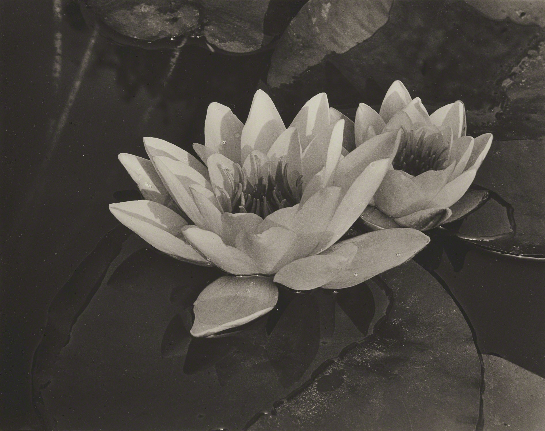 Водяные лилии, 1932. Фотограф Альма Лэвенсон
