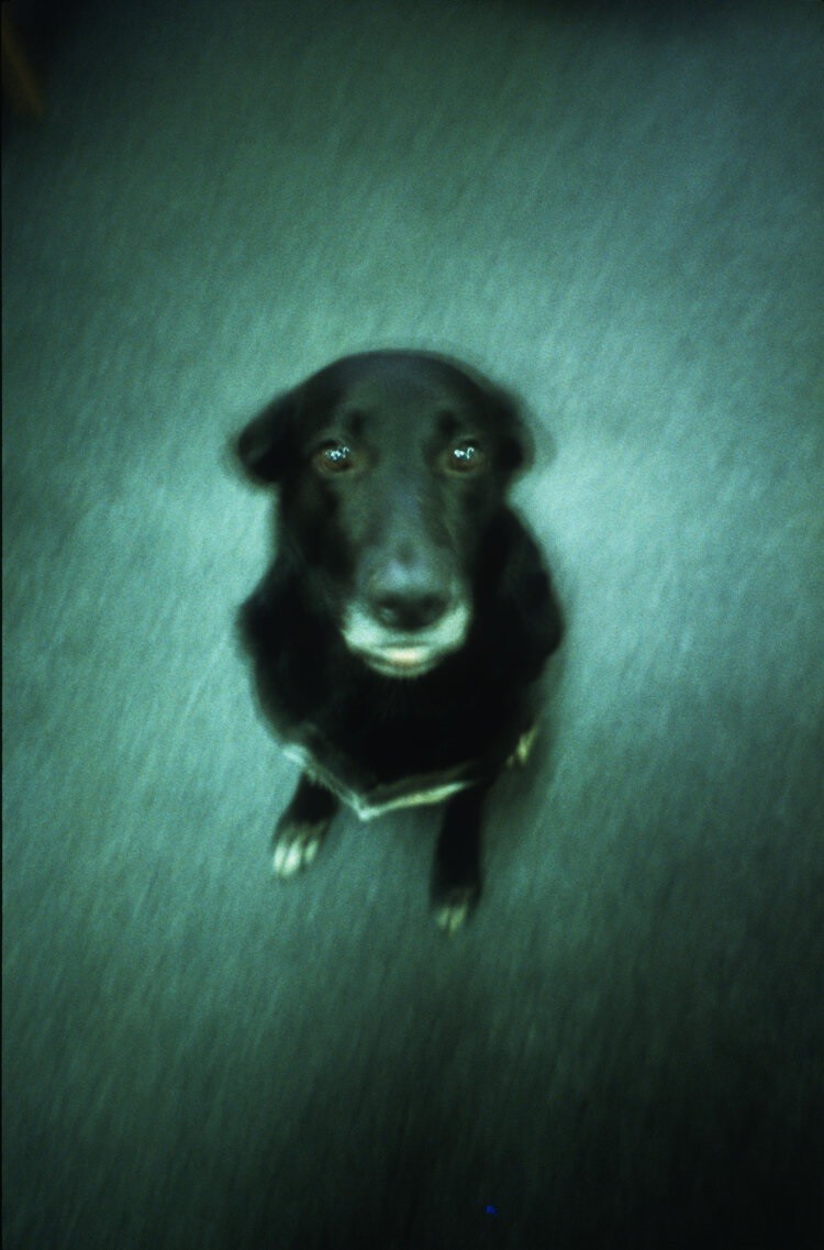 Одинокая Собака, 1986 год. Фотограф Долорес Марат