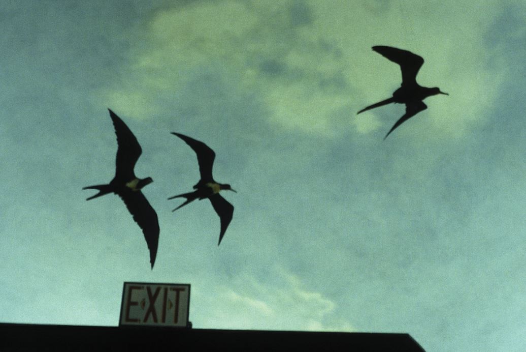 Выход, Нью-Йоркские птицы, 1999 год. Фотограф Долорес Марат