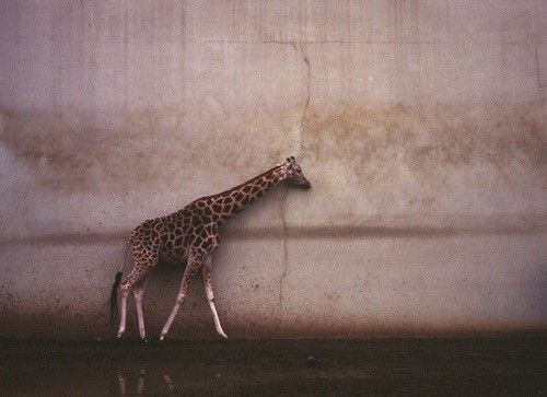 Маленький жираф в Барселоне, 1998 год. Фотограф Долорес Марат