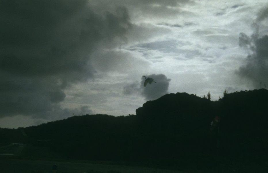 Журавль в облаке. Фотограф Долорес Марат