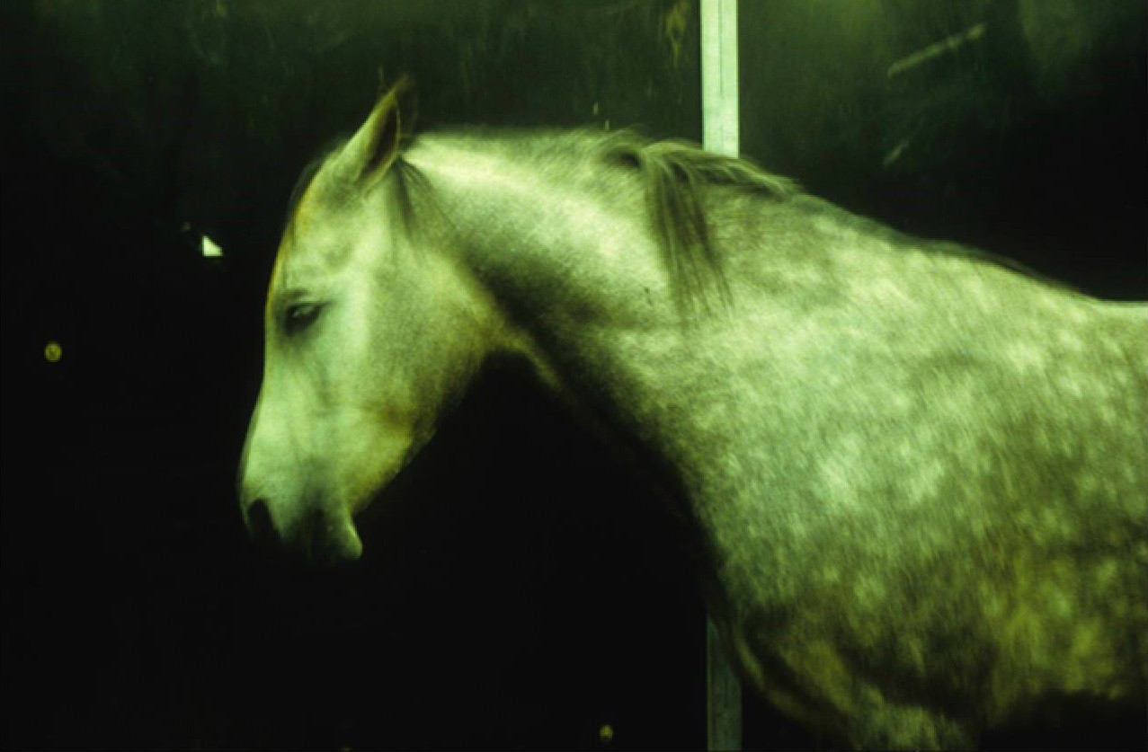 Зелёная лошадь, 2008 год. Фотограф Долорес Марат