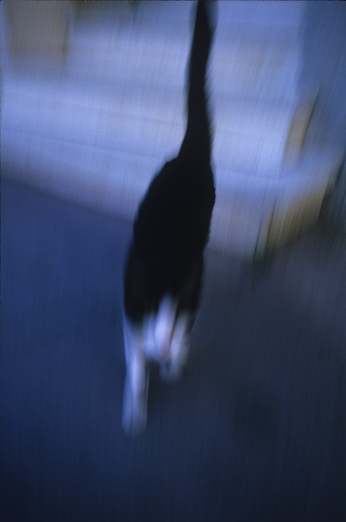 Кошка в Монпелье, 1987 год. Фотограф Долорес Марат
