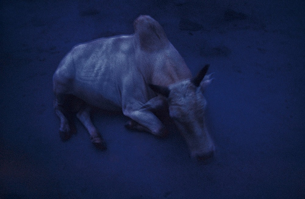 Священная Корова, Ришикеш, Индия, 2000 год. Фотограф Долорес Марат