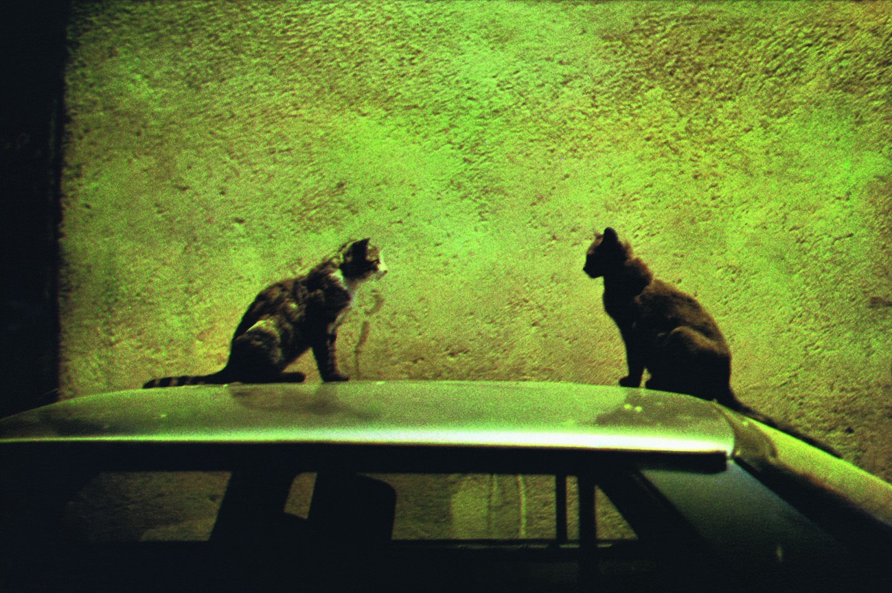 Две кошки ночью, серия «Город и ночь», 1998 год. Фотограф Долорес Марат