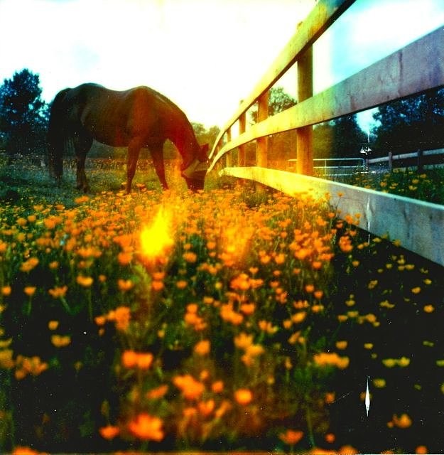 Полароидная фотография лошади. Фотограф akula