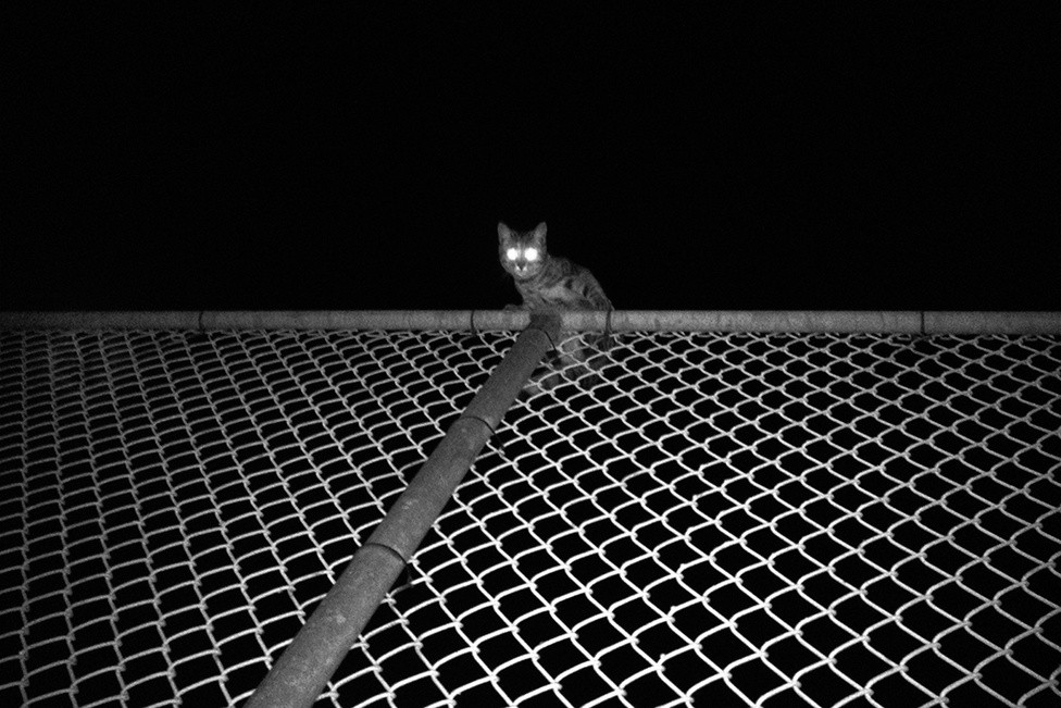 Кот. Фотограф Трой Холден
