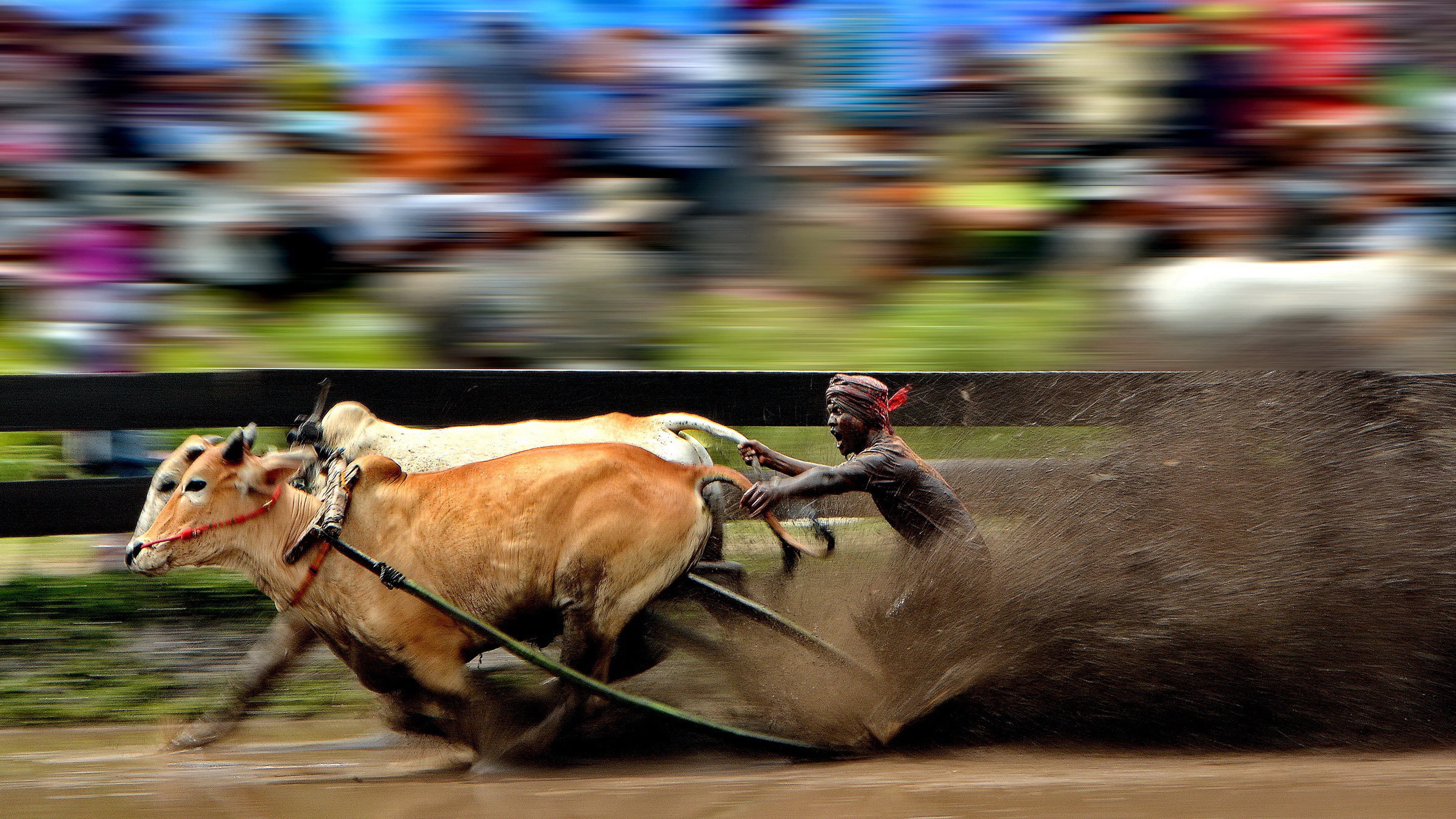Гонки бычьих упряжек, Мадура. Автор Нгуан Ви Йонг