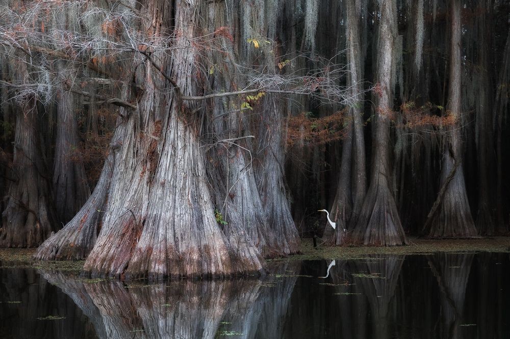 Кипарисовые болота Луизианы. Автор Дмитрий Архипов