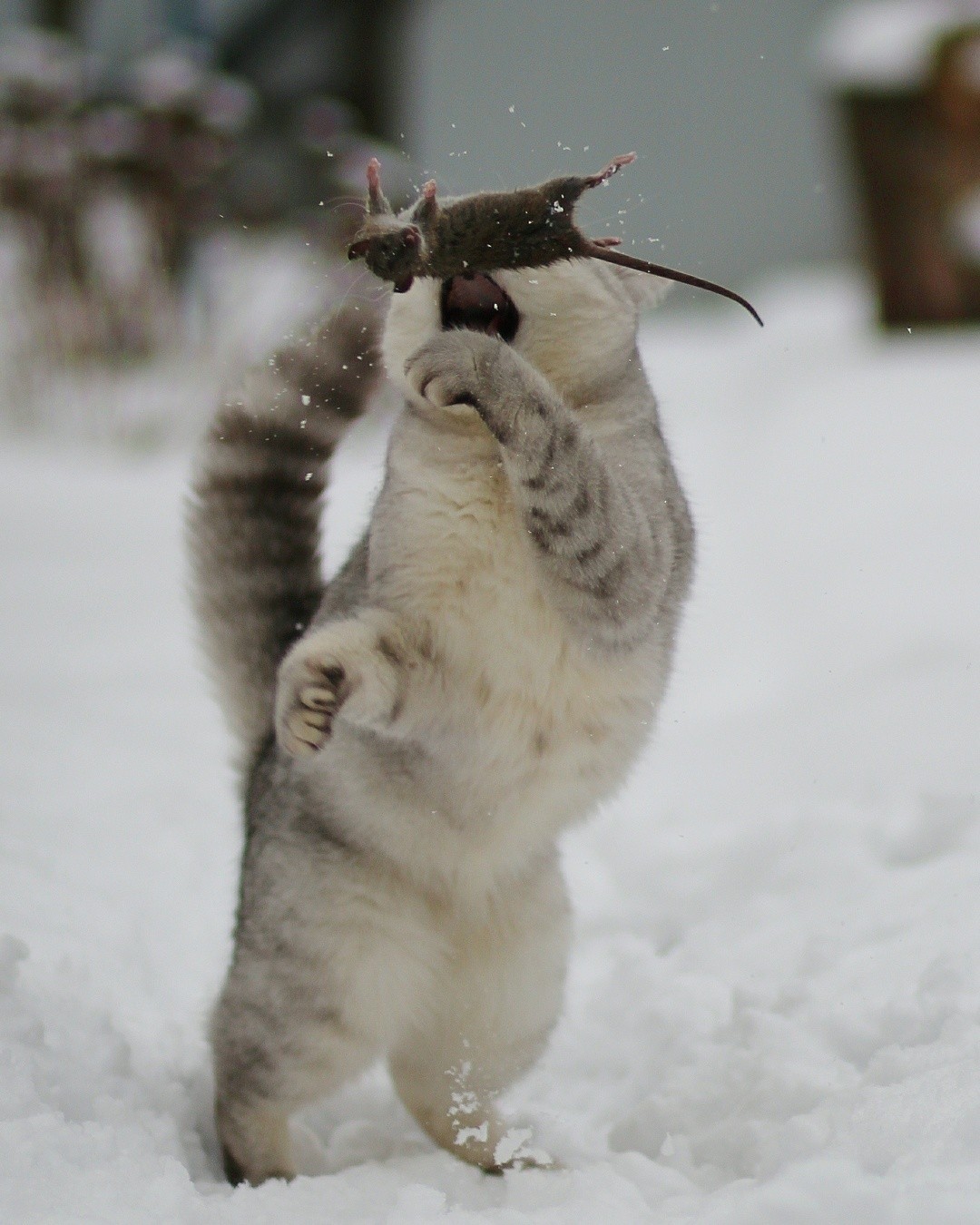 Охота. Кот играет с мышкой, Мытищи. Фотограф Светлана Богомолова