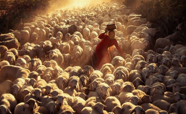 Овечье стадо возвращается. Фанранг, Вьетнам. Фотограф Нгуен Тан Туан